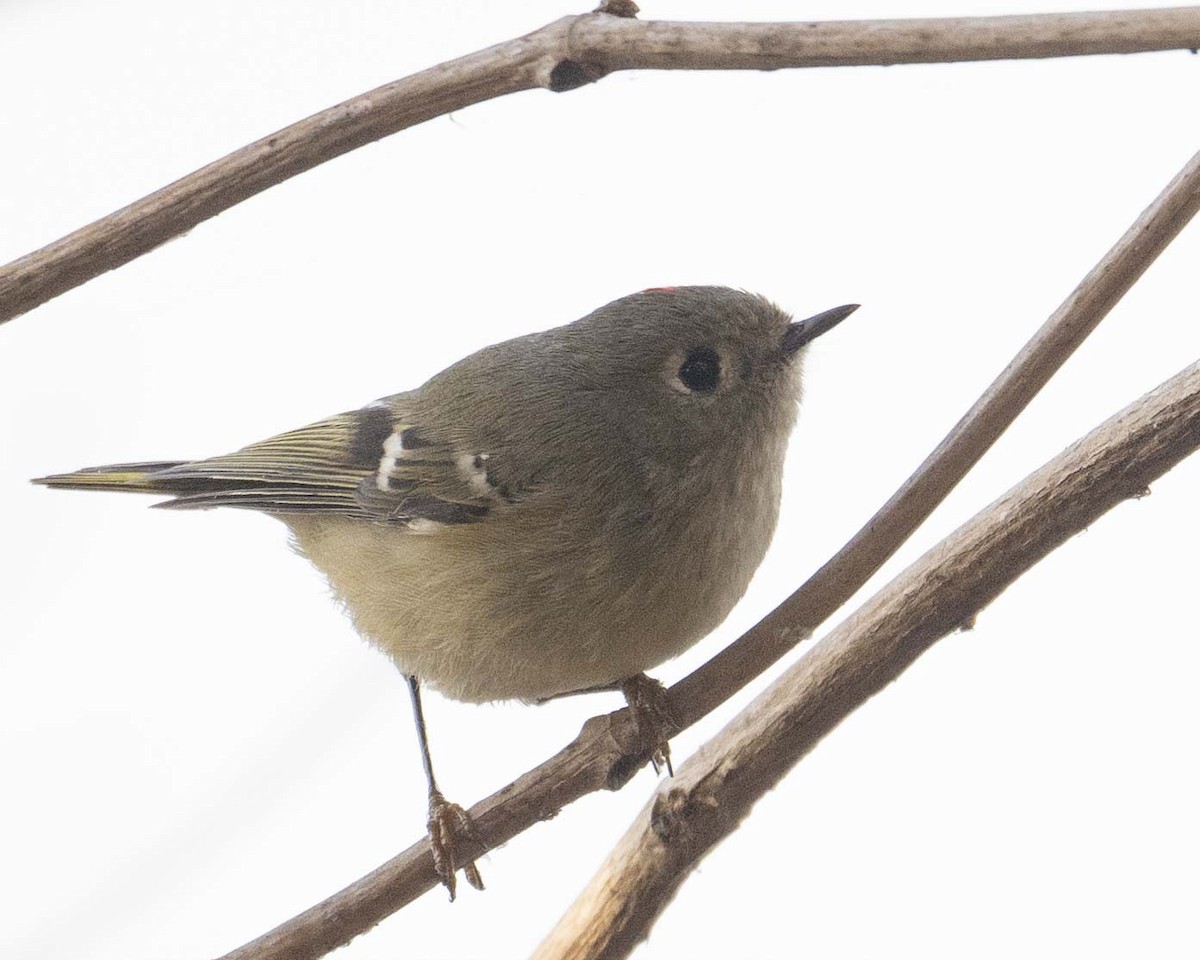 Ruby-crowned Kinglet - ML626833353