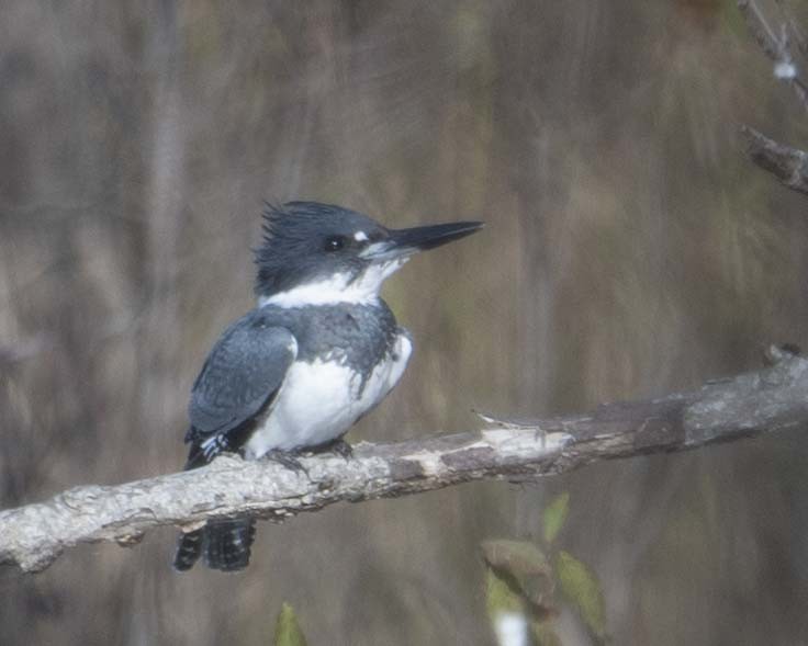 Belted Kingfisher - ML626833384