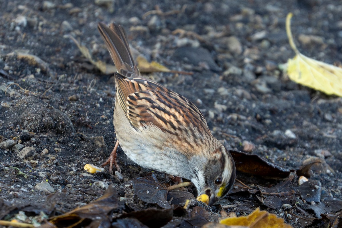 White-throated Sparrow - ML626833424