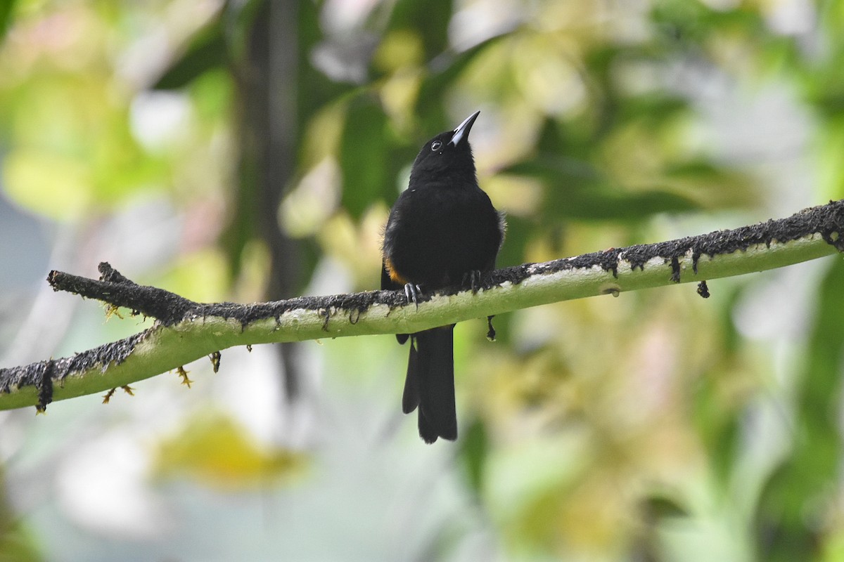 St. Lucia Oriole - ML626833426