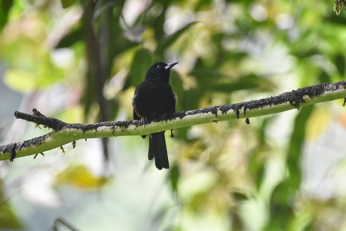 St. Lucia Oriole - ML626833427