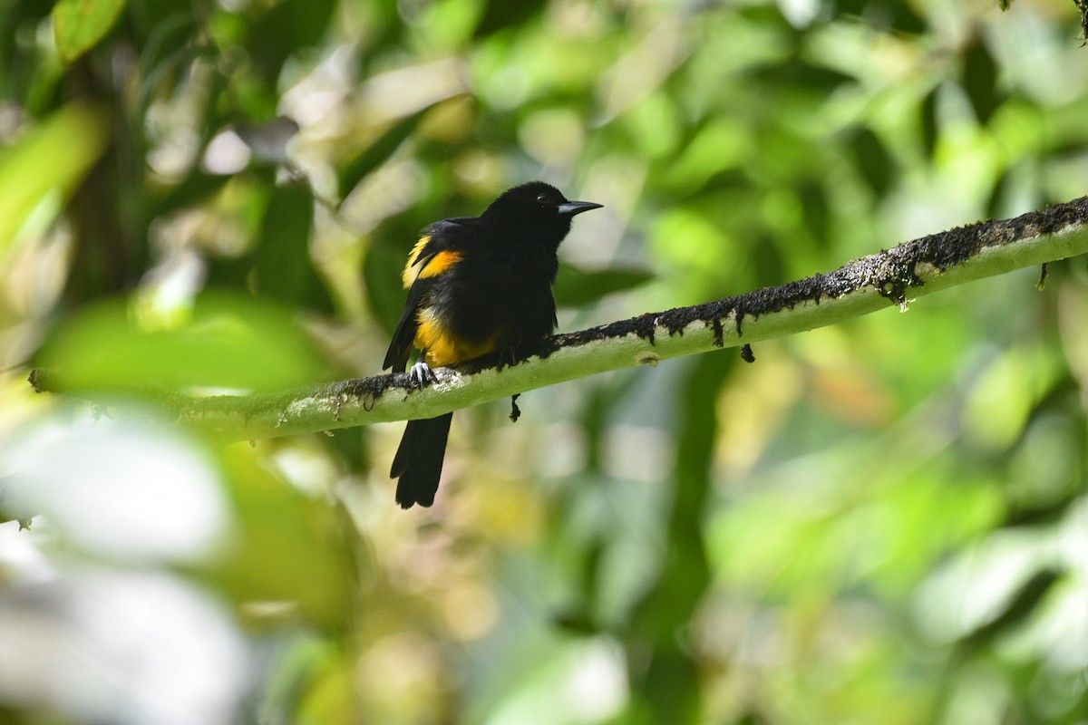 St. Lucia Oriole - ML626833428