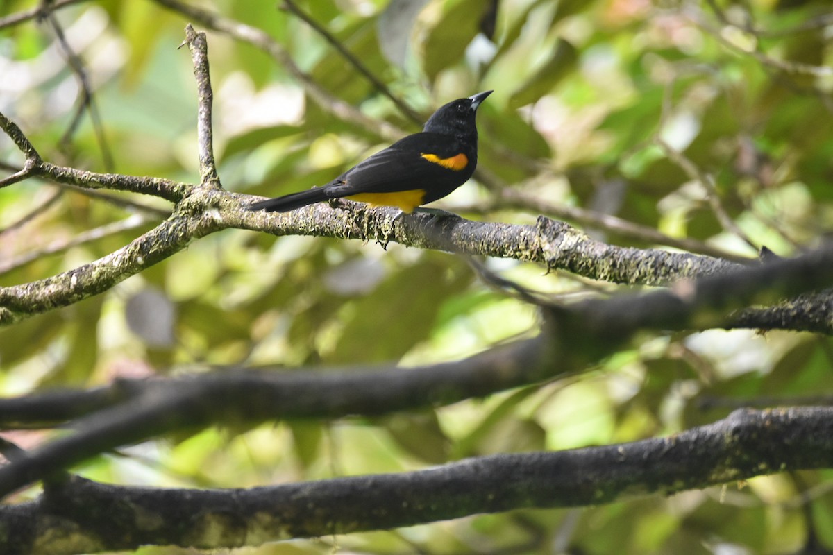 St. Lucia Oriole - ML626833429