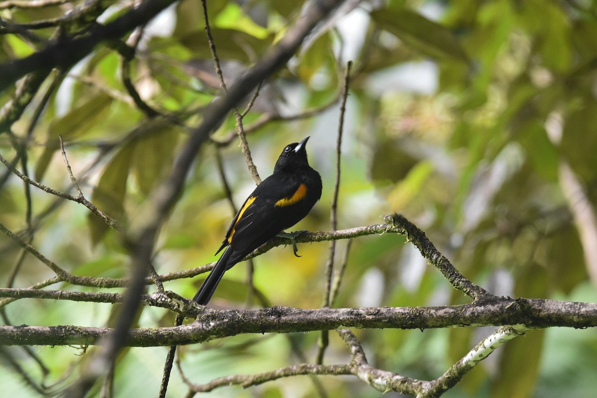 St. Lucia Oriole - ML626833430