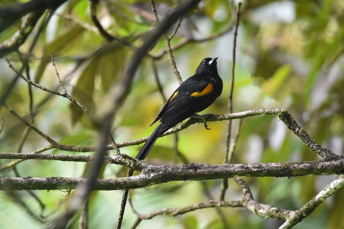 St. Lucia Oriole - ML626833431