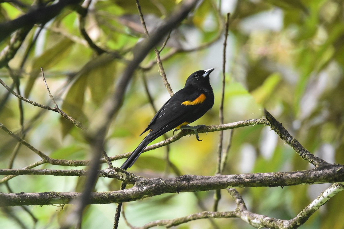 St. Lucia Oriole - ML626833432