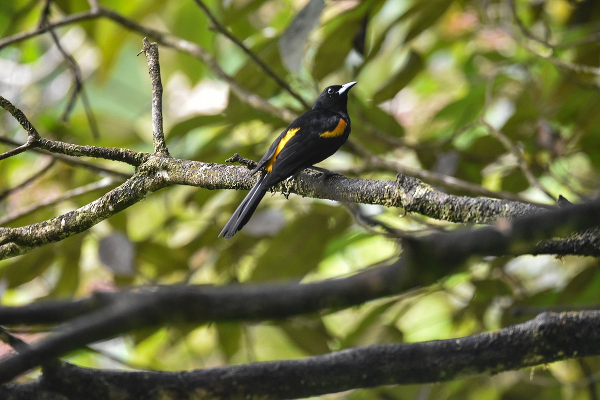 St. Lucia Oriole - ML626833433