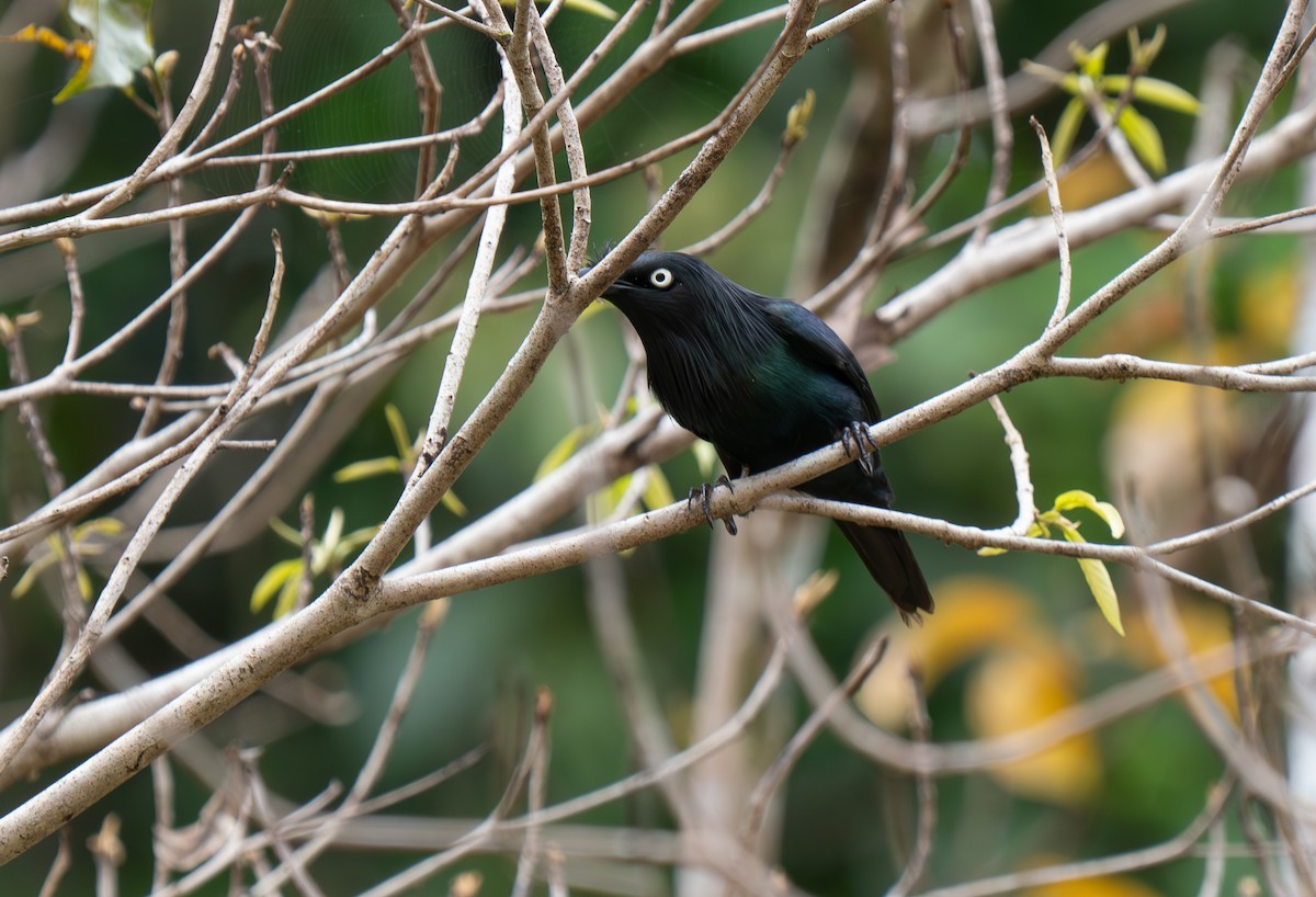 Yellow-eyed Starling - ML626833441
