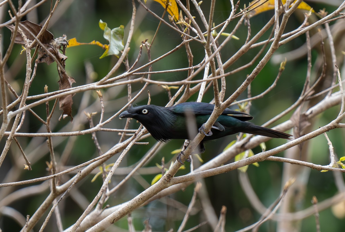 Yellow-eyed Starling - ML626833442