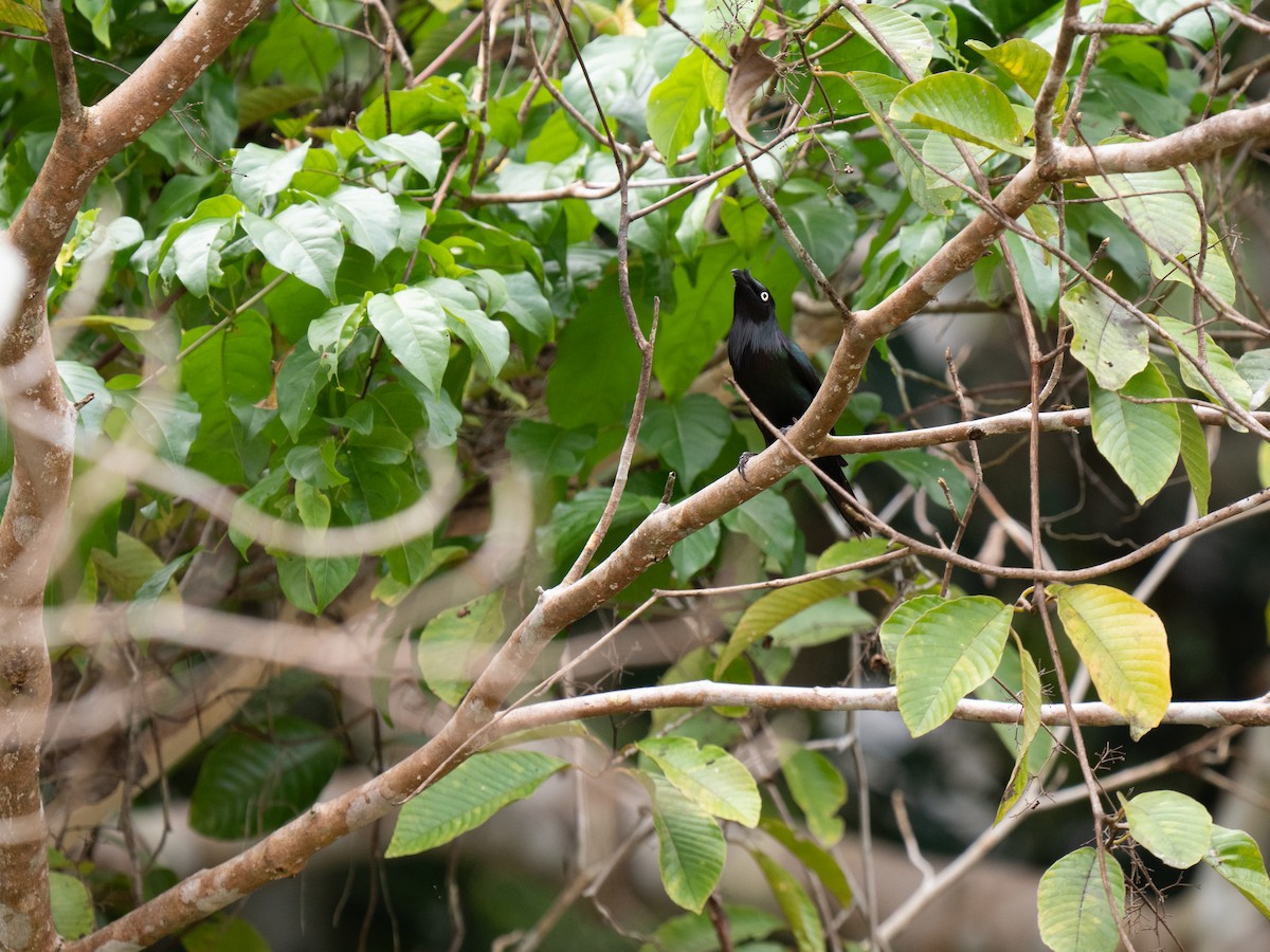 Yellow-eyed Starling - ML626833445
