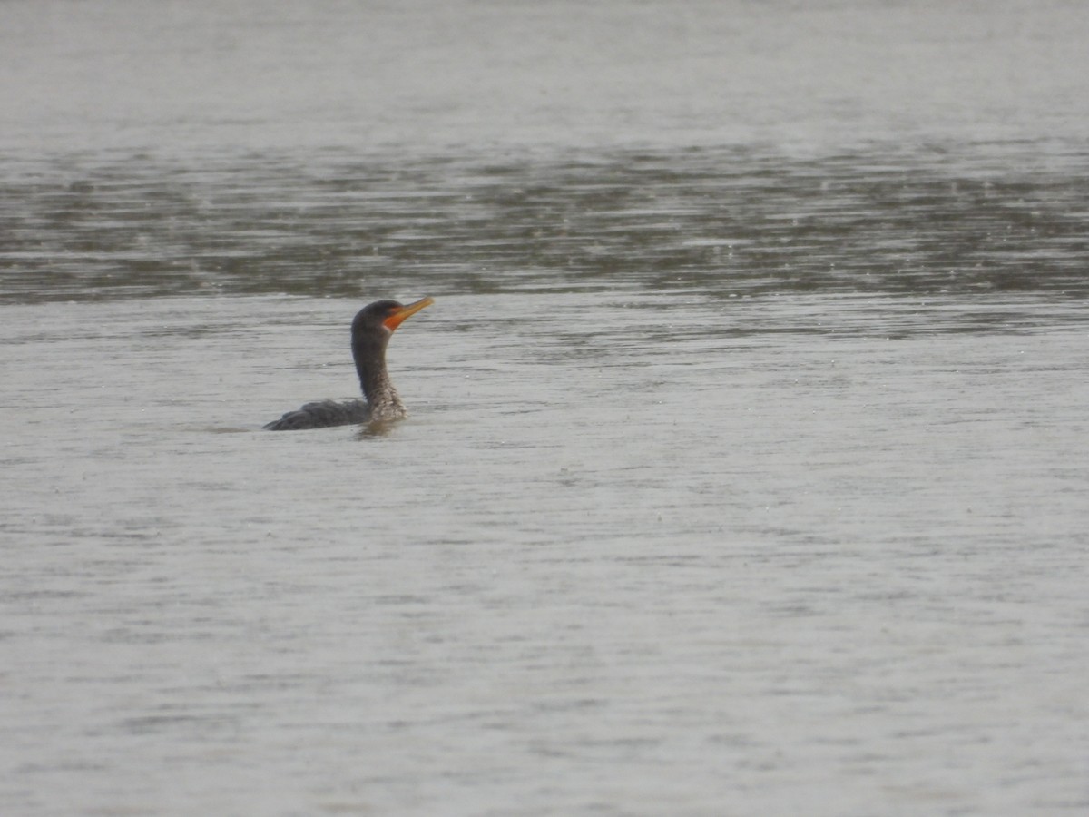 Double-crested Cormorant - ML626833460