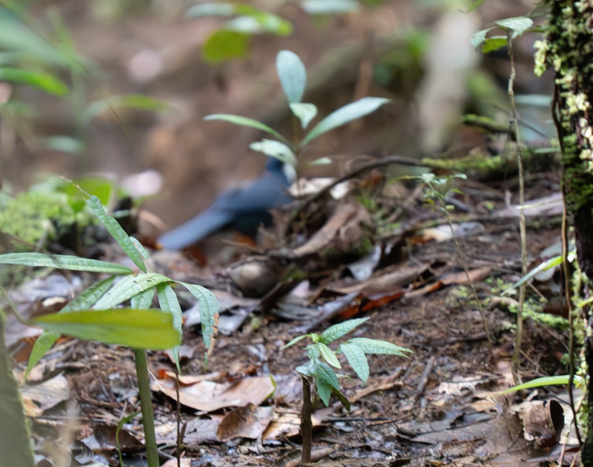 Blue Jewel-babbler - ML626833467