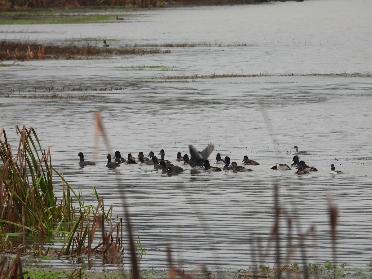 Ring-necked Duck - ML626833479