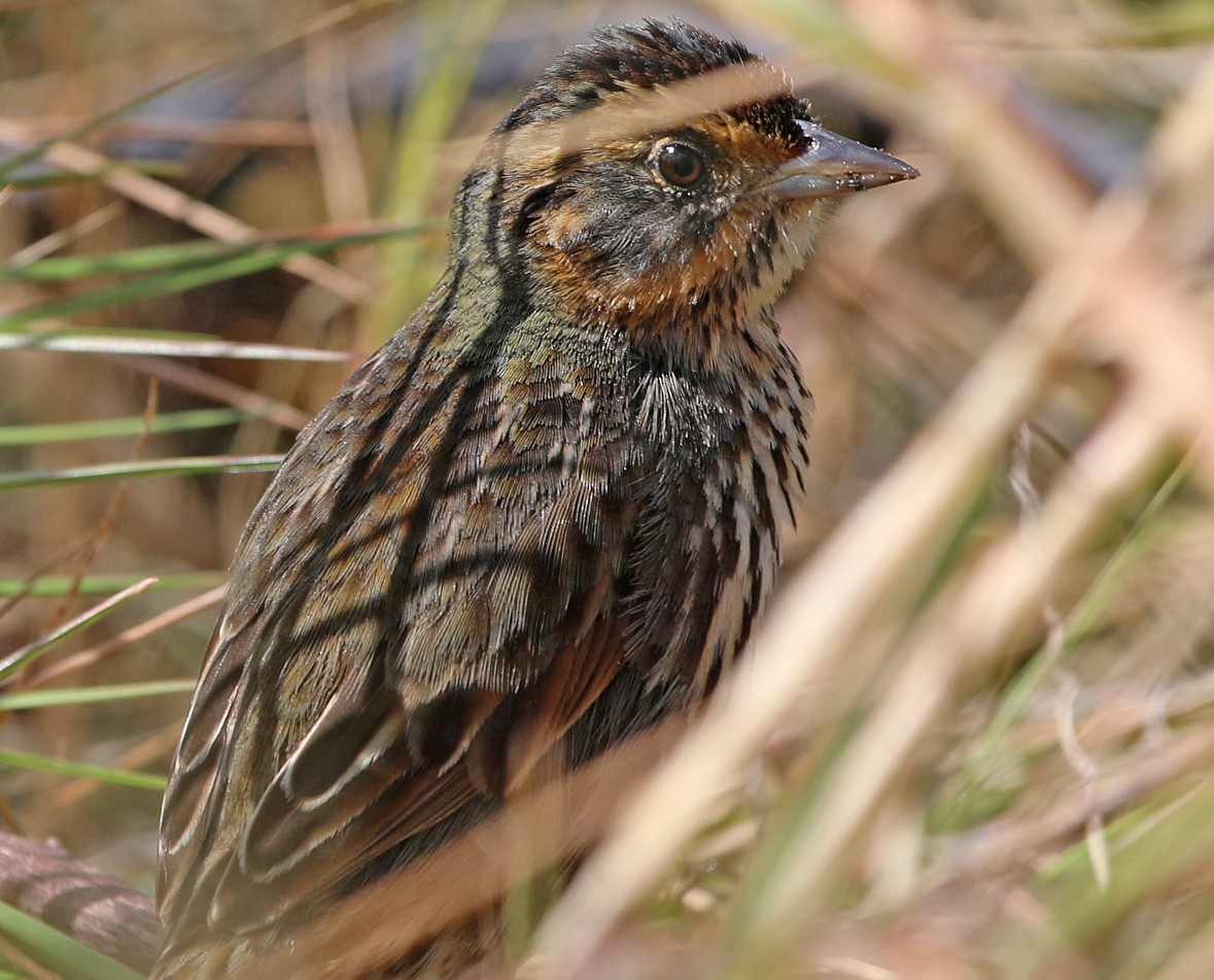 Saltmarsh Sparrow - ML626833486