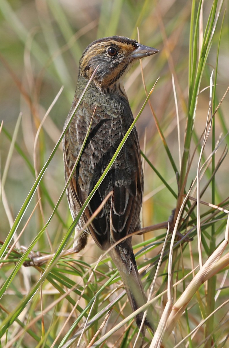 Saltmarsh Sparrow - ML626833487
