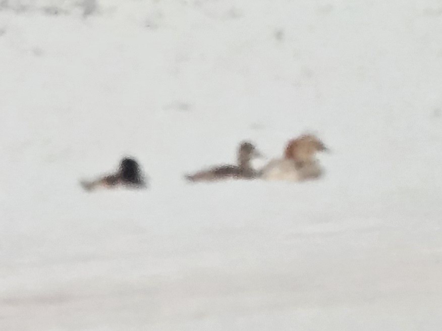 Ring-necked Duck - ML626833491