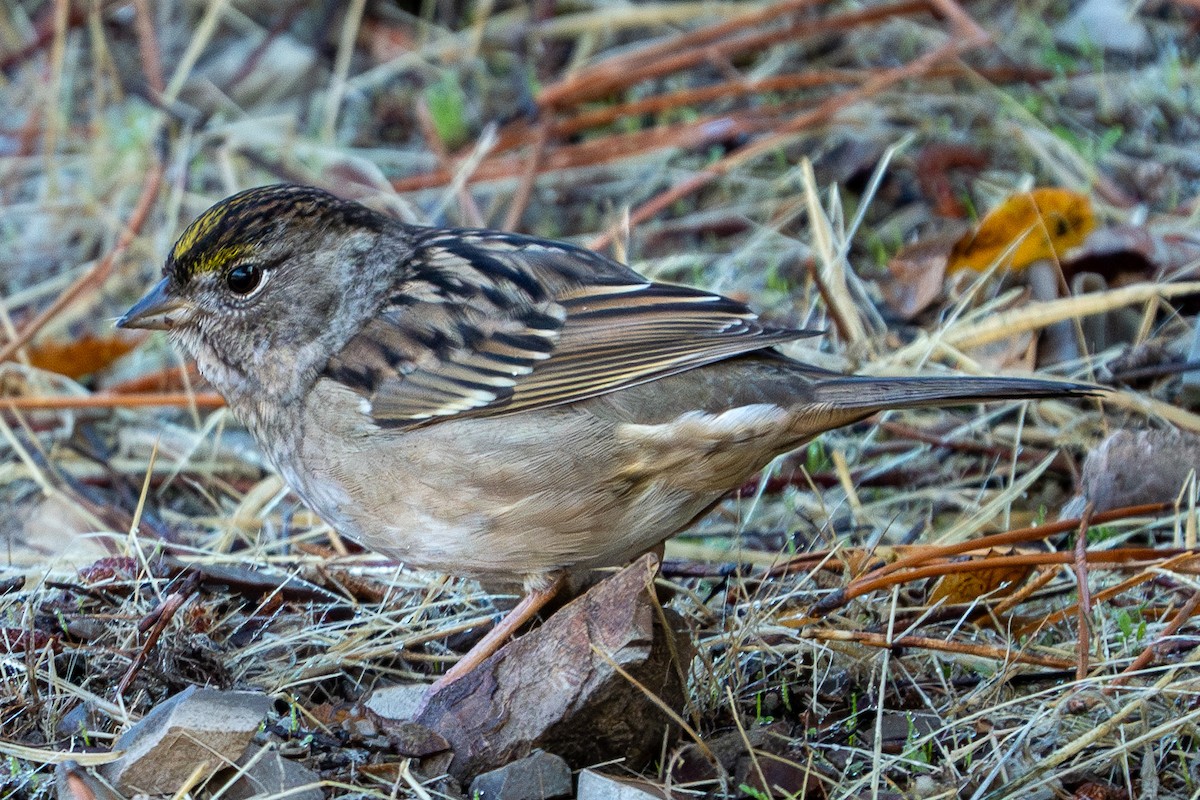 Golden-crowned Sparrow - ML626833508