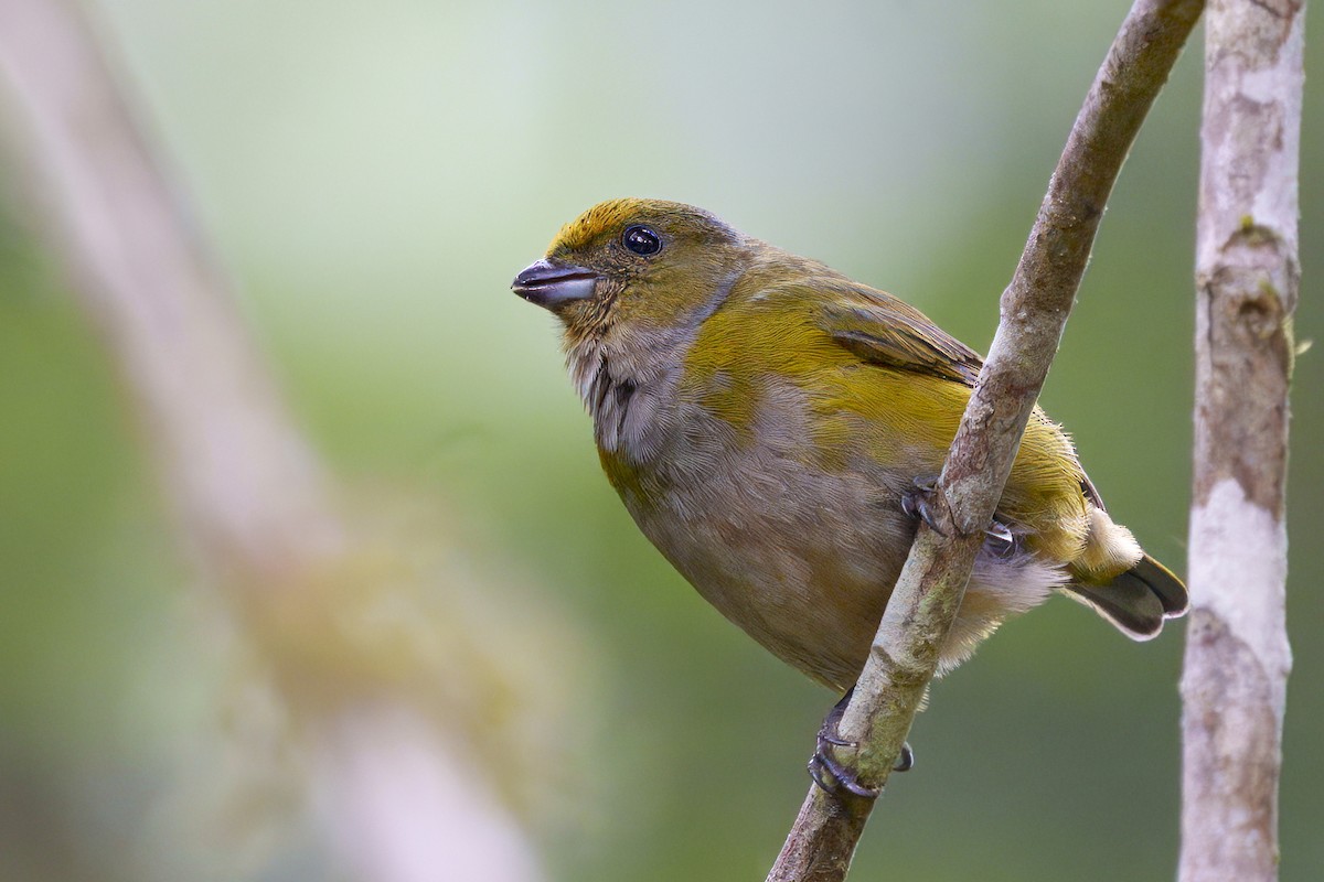 Orange-bellied Euphonia - ML626833532