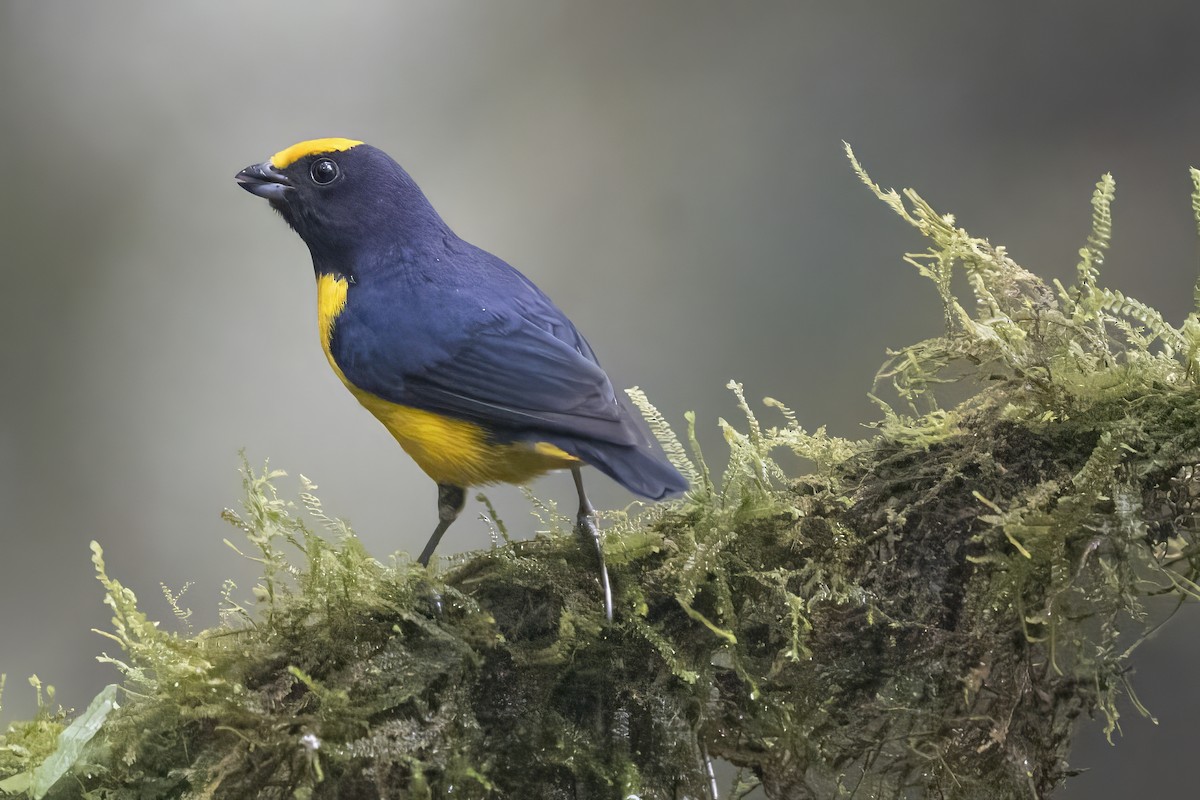 Orange-bellied Euphonia - ML626833533