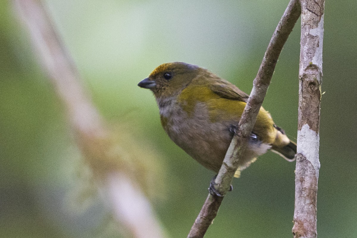 Orange-bellied Euphonia - ML626833534