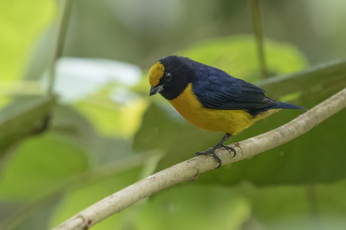 Orange-bellied Euphonia - ML626833535