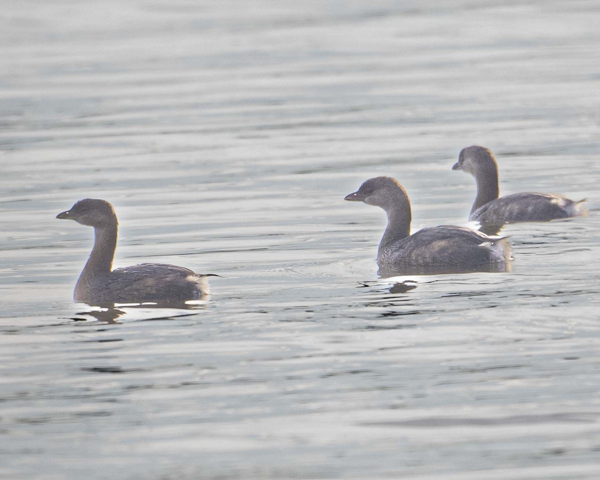 Pied-billed Grebe - ML626833561