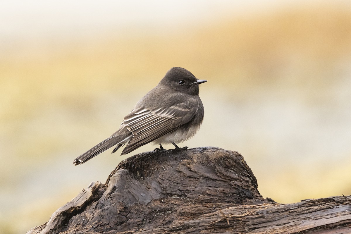 Black Phoebe - ML626833628