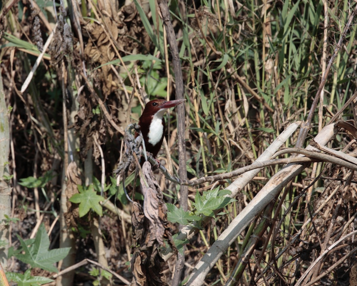 White-throated Kingfisher - ML626833636