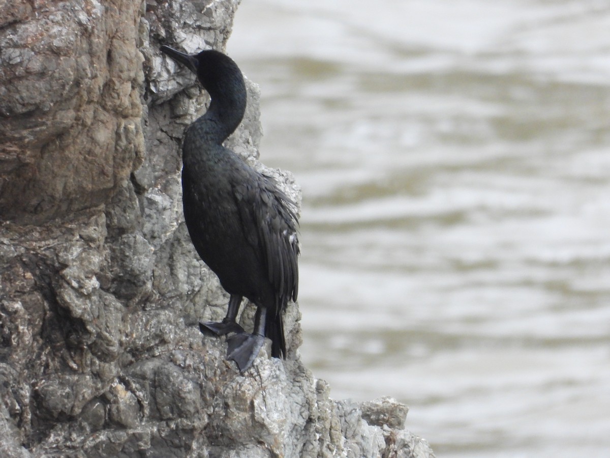 Pelagic Cormorant - ML626833637