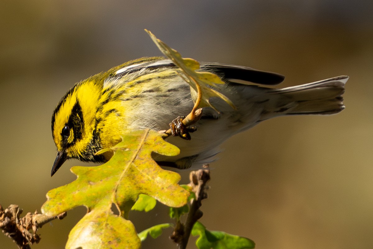 Townsend's Warbler - ML626833677