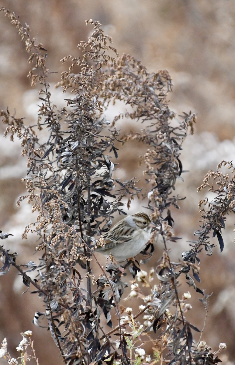 Clay-colored Sparrow - ML626833681