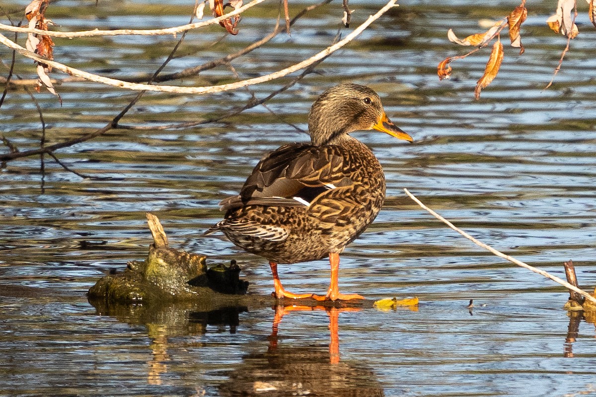 Mallard - ML626833737