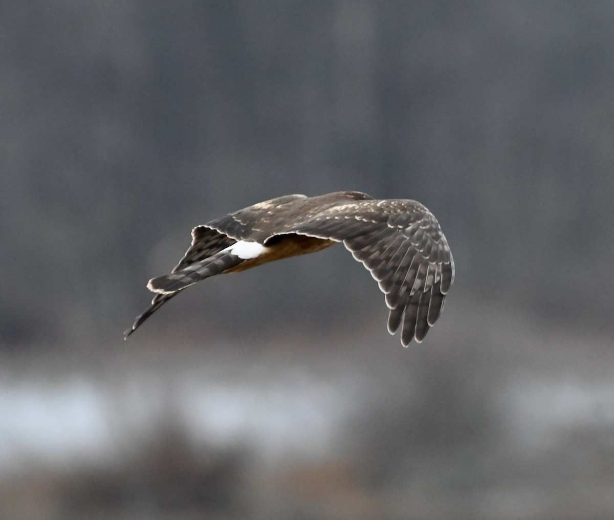 Northern Harrier - ML626833766