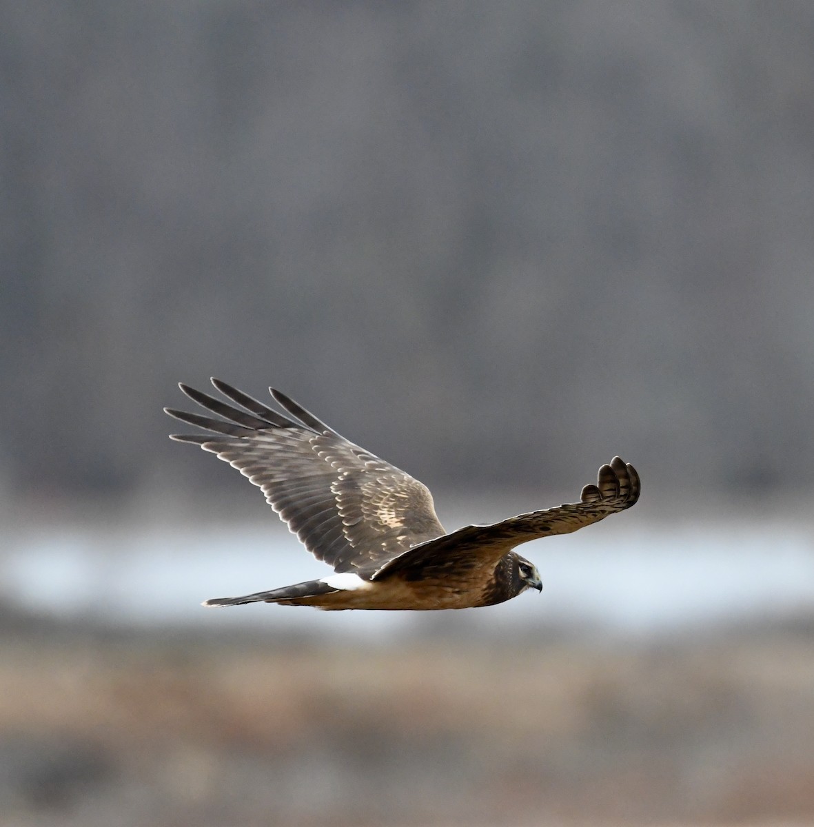 Northern Harrier - ML626833767