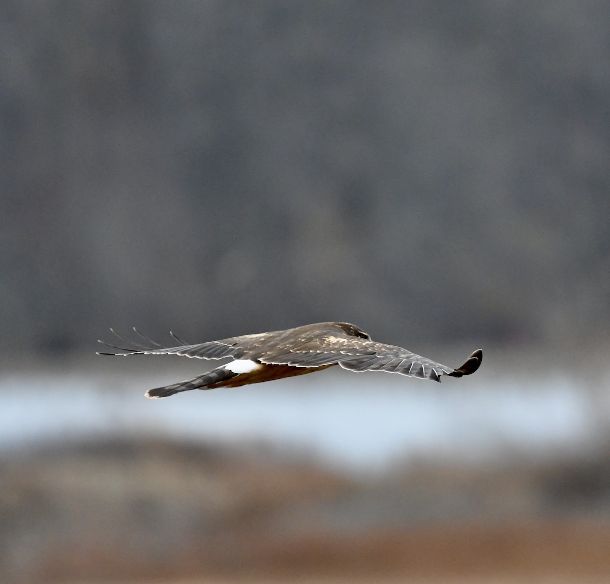 Northern Harrier - ML626833768