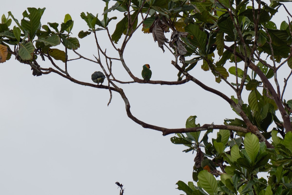 Large Fig-Parrot - ML626833769