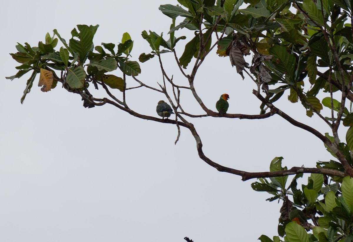 Large Fig-Parrot - ML626833770
