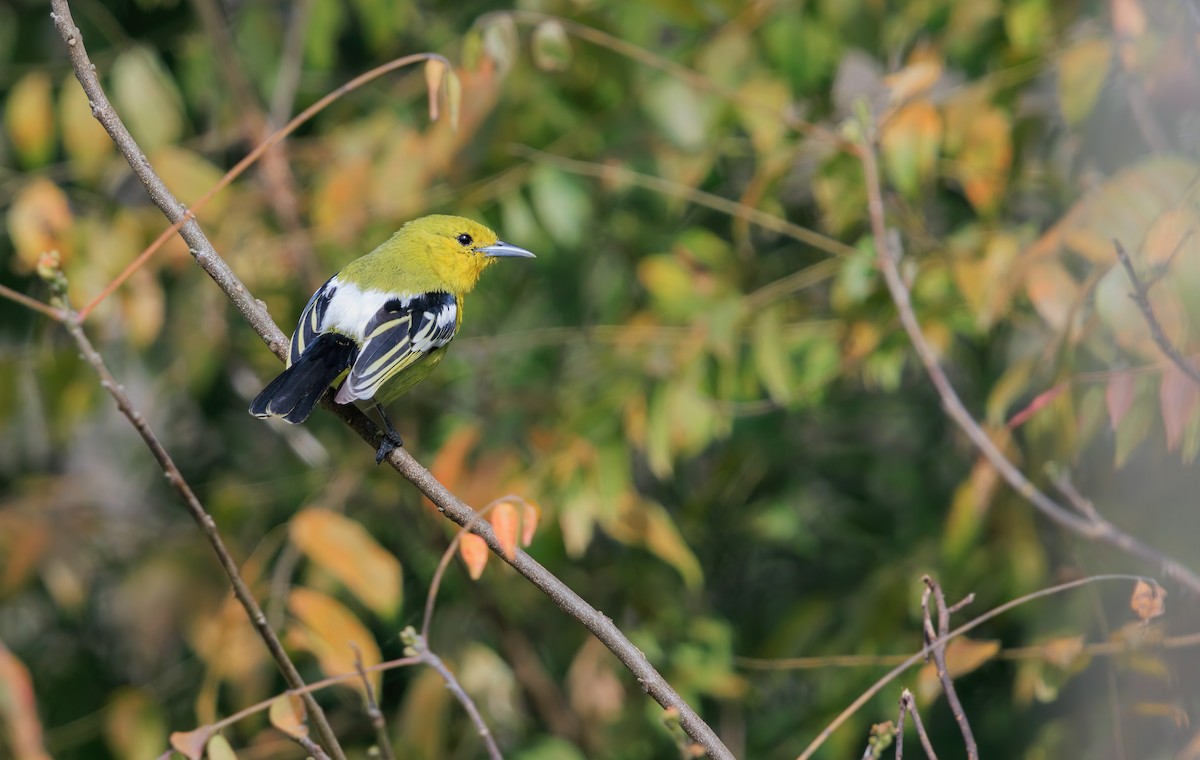 Common Iora - ML626833791