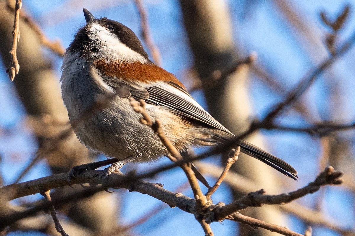 Chestnut-backed Chickadee - ML626833828