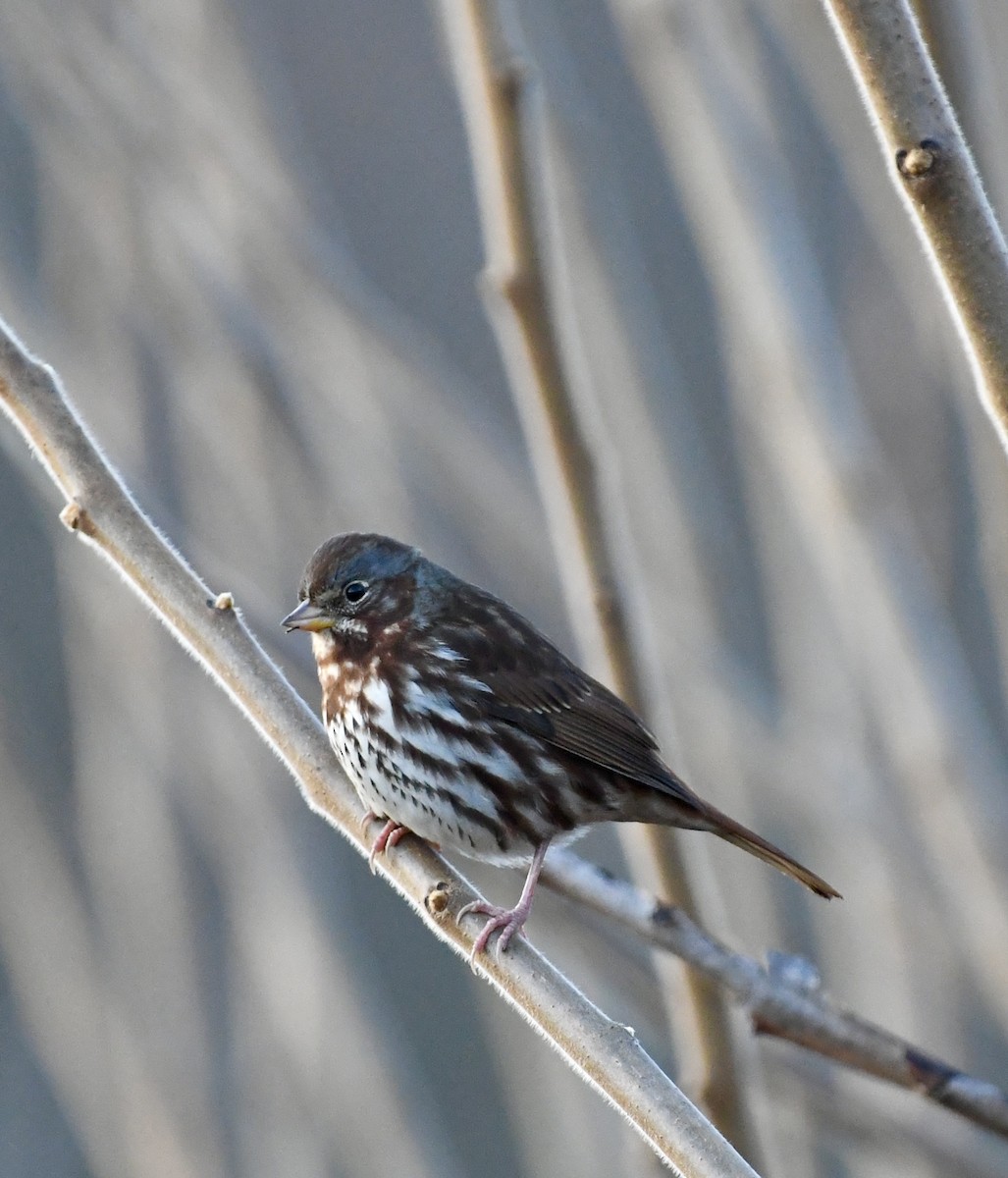 Fox Sparrow - ML626833831