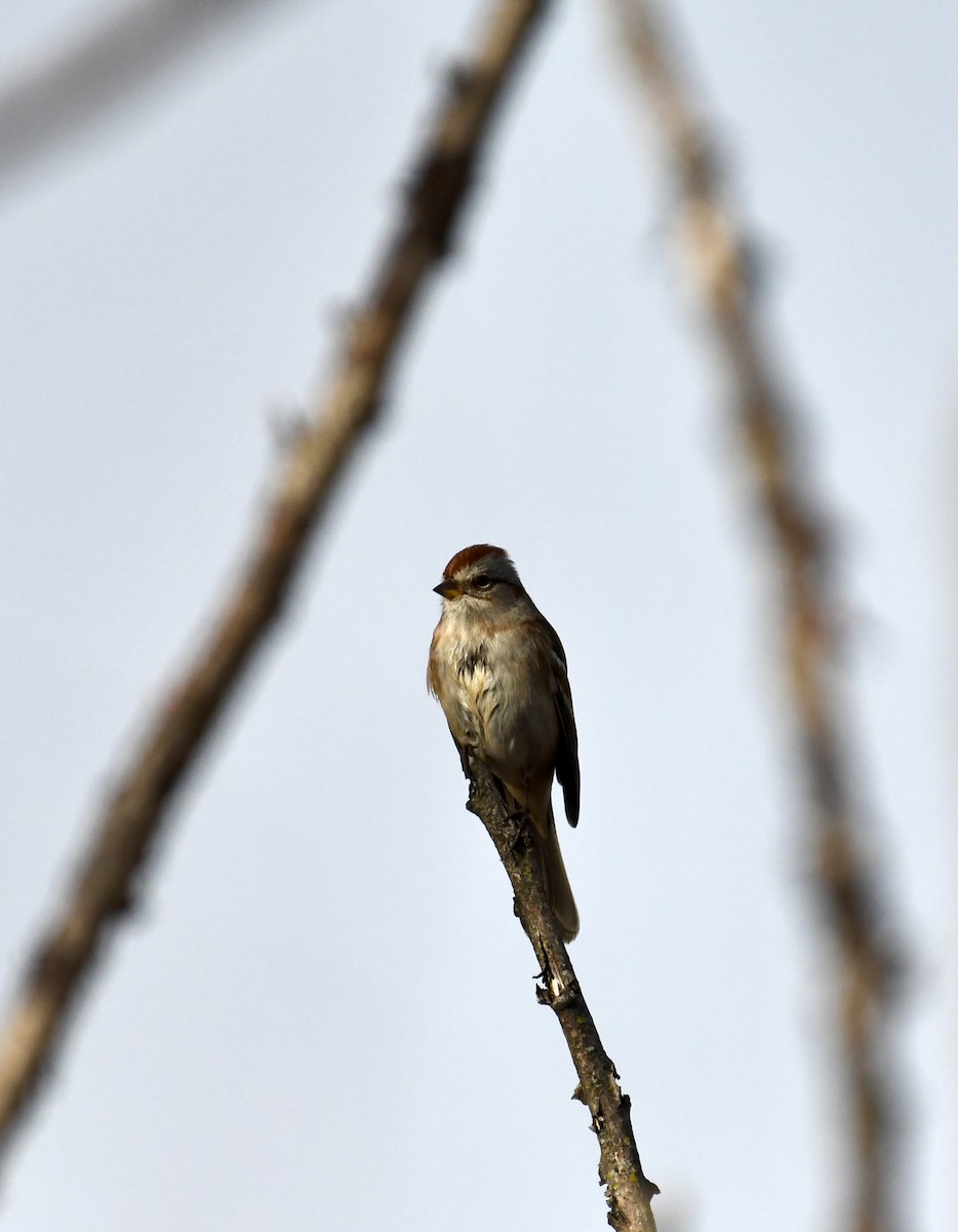 American Tree Sparrow - ML626833885