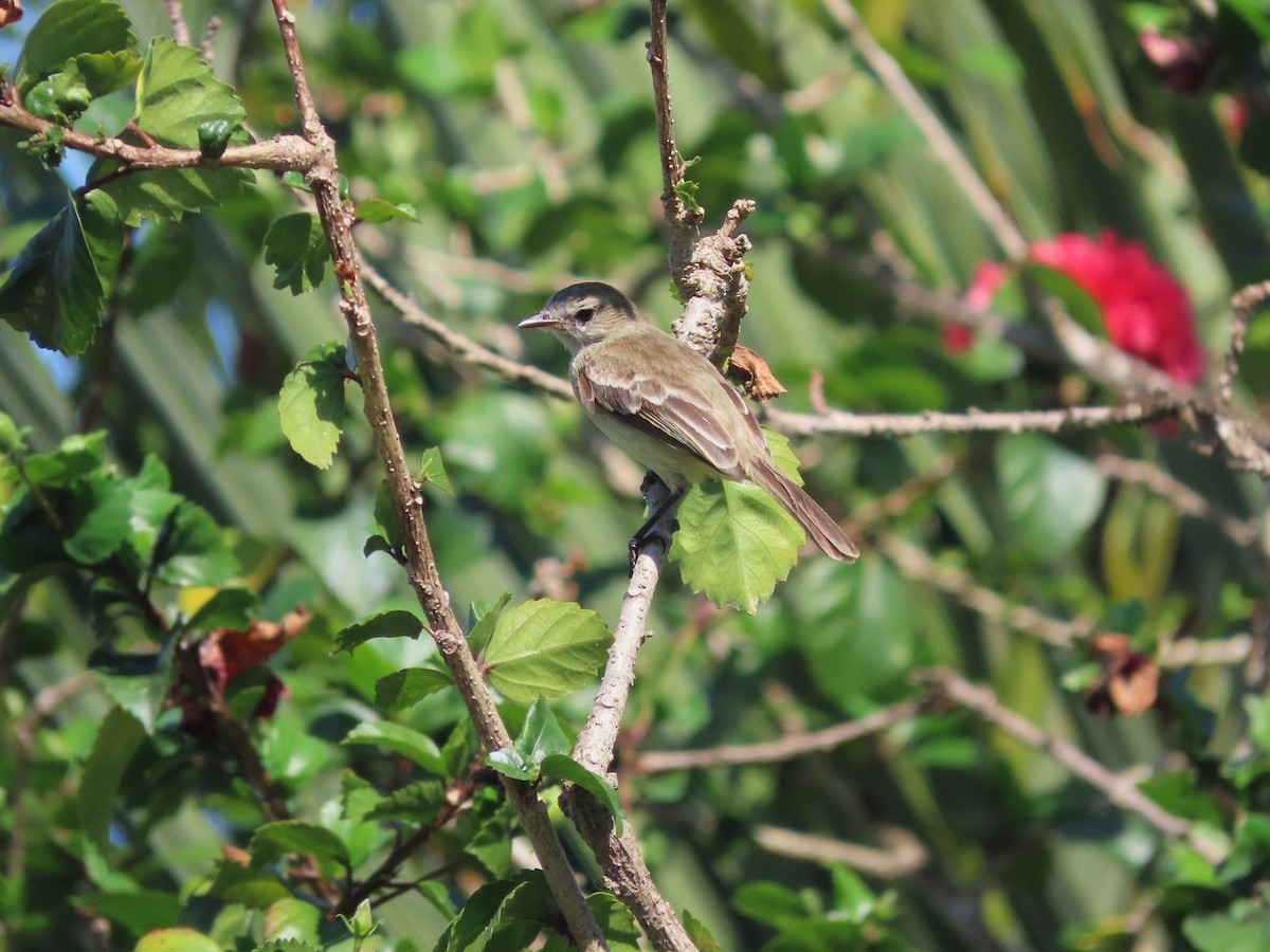 Mouse-colored Tyrannulet (Northern) - ML626834095