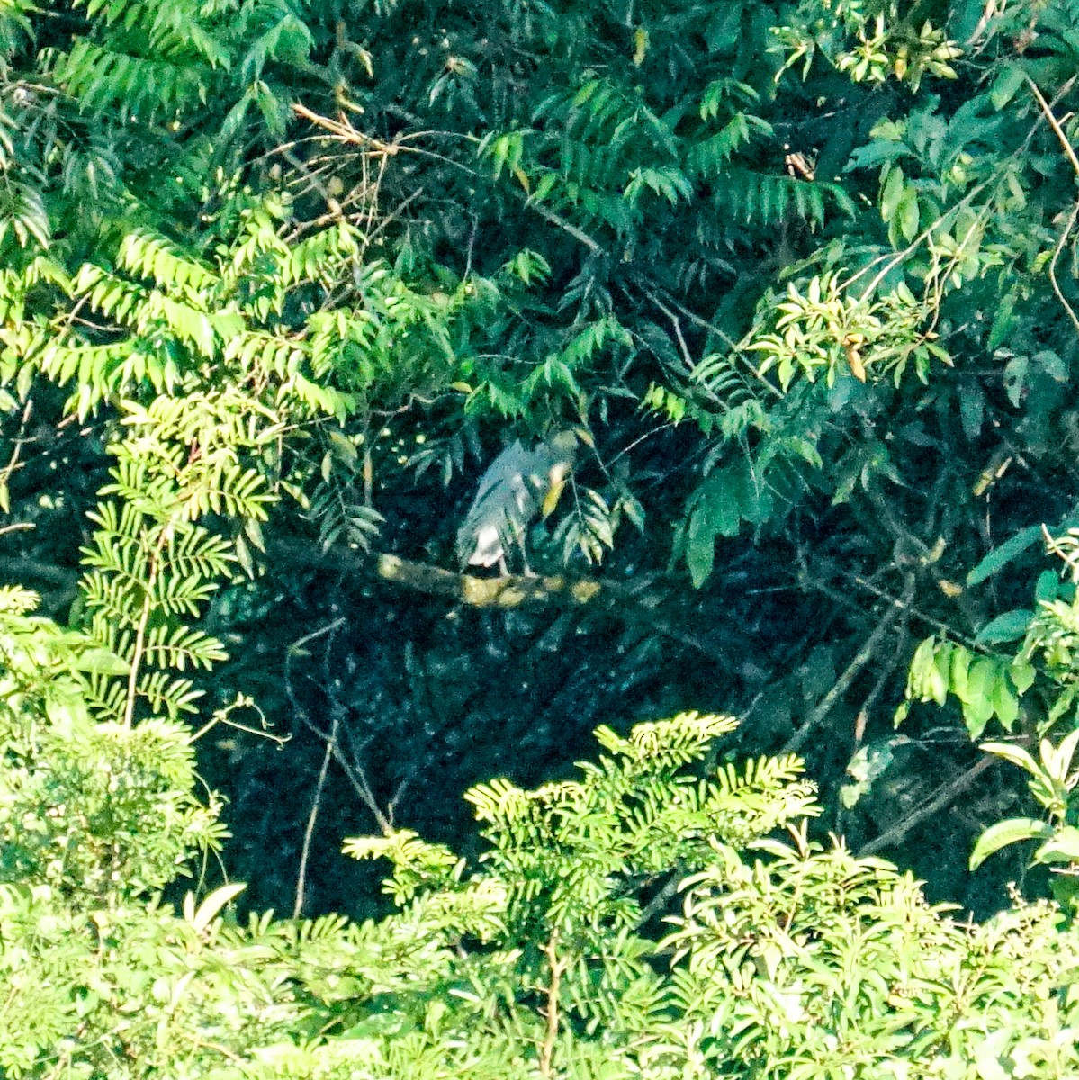 Boat-billed Heron - ML626834096