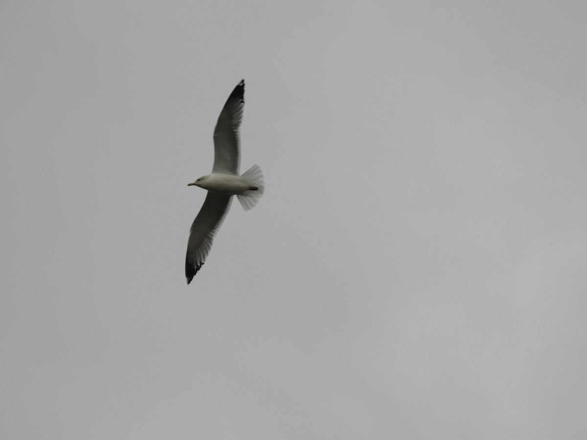 Ring-billed Gull - ML626834137