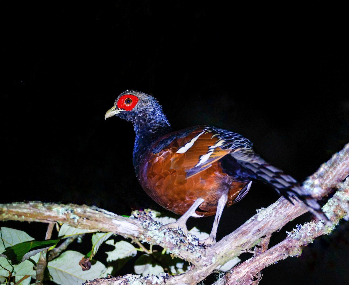 Mrs. Hume's Pheasant - ML626834138