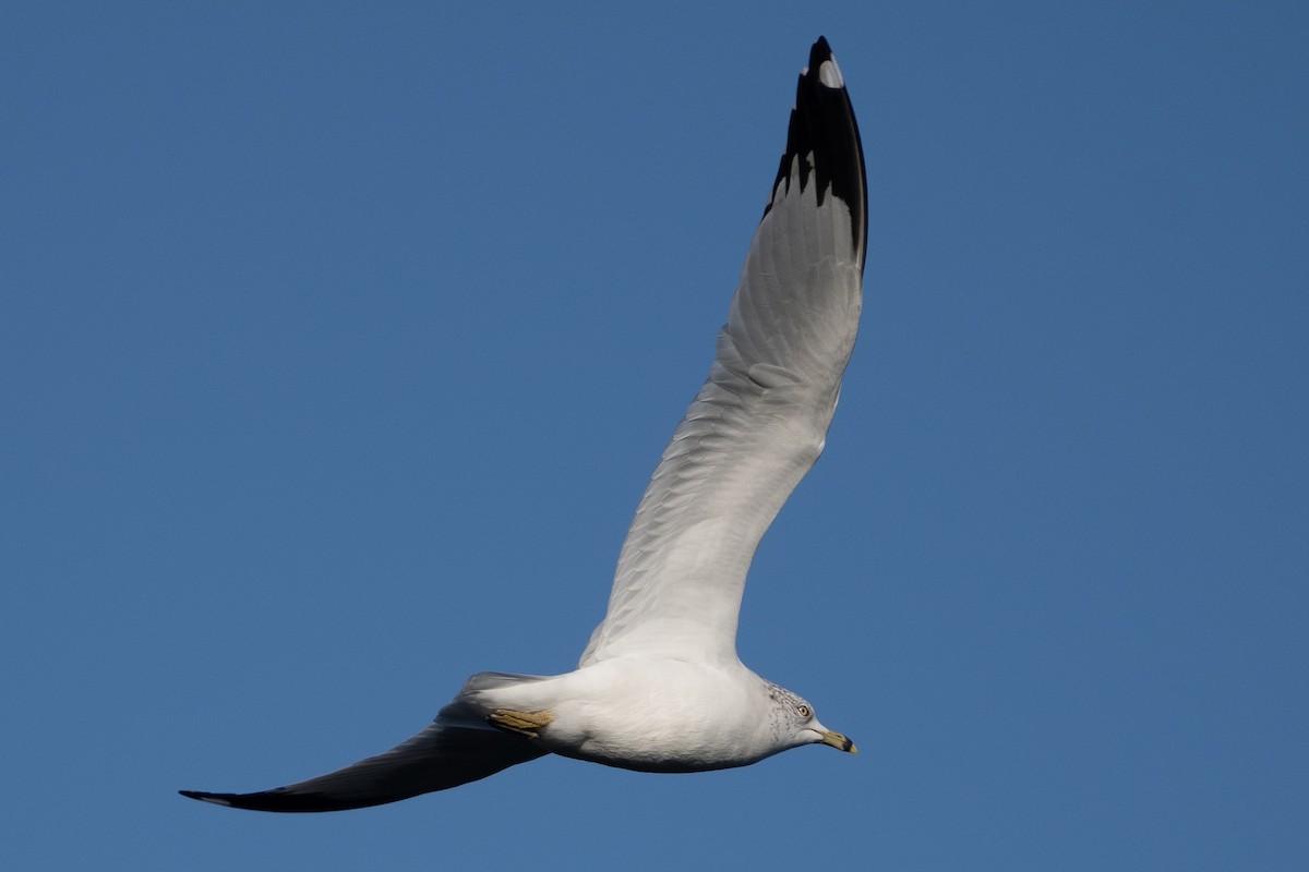 Ring-billed Gull - ML626834344