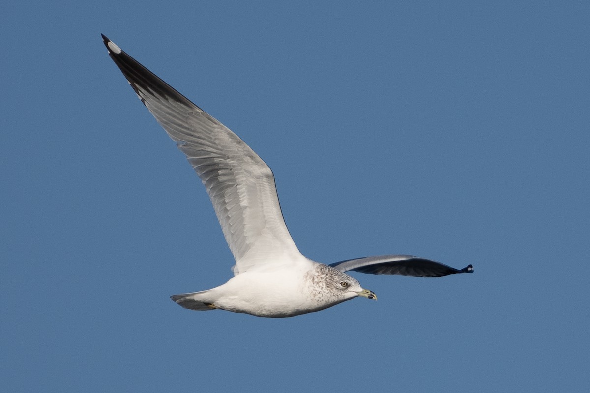 Ring-billed Gull - ML626834345