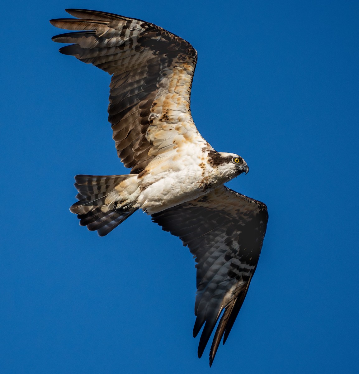 Osprey - ML626834869