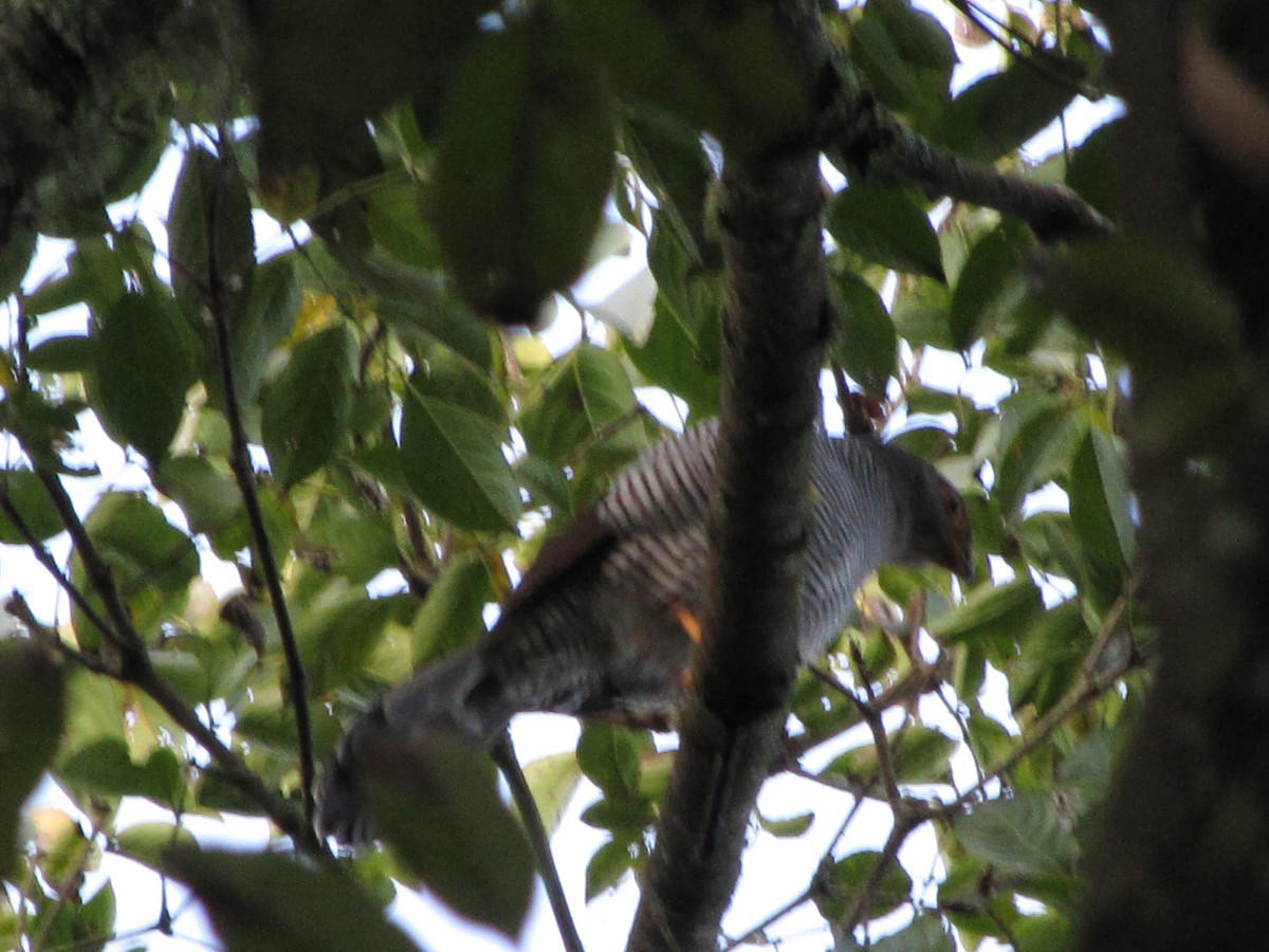 Barred Forest-Falcon - ML626834917