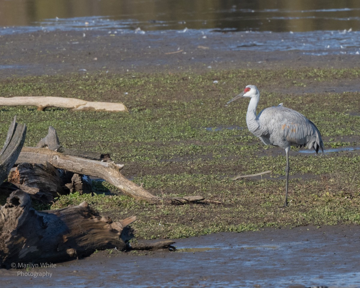 Sandhill Crane - ML626834963